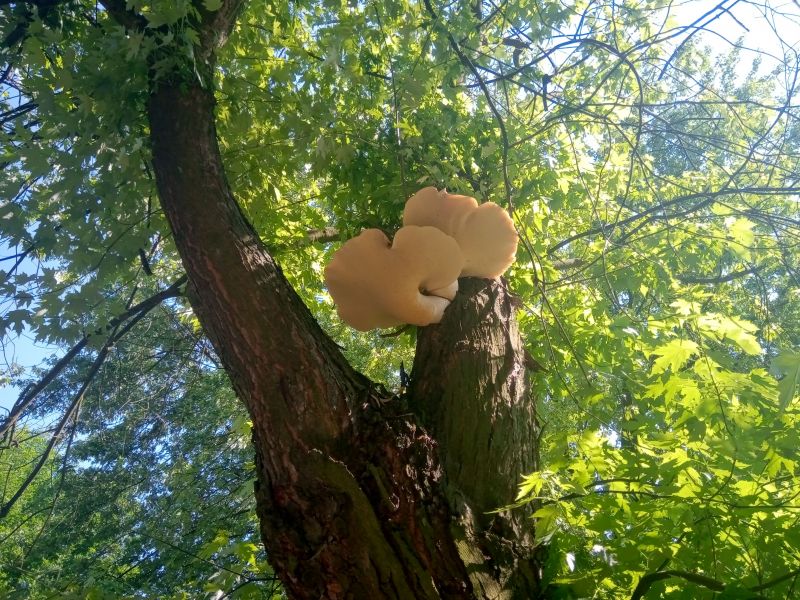 Identyfikacja gatunku grzybów na podstawie zdjęć spodu.