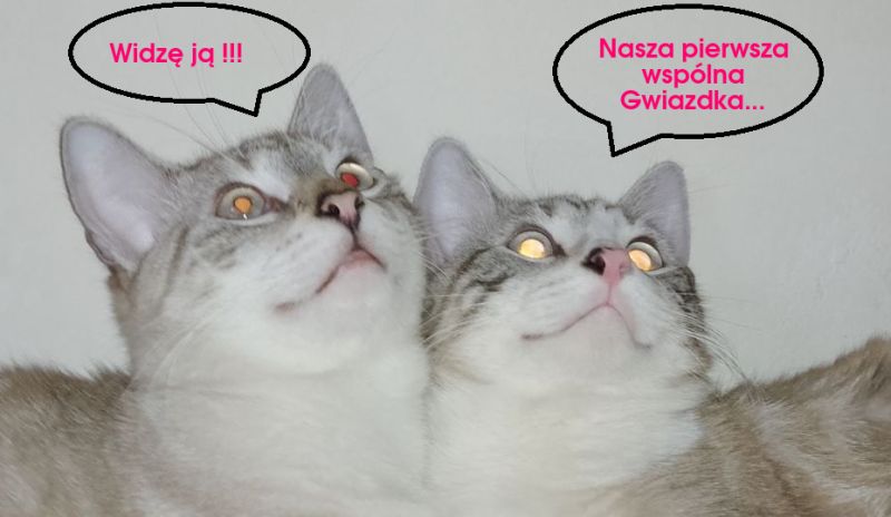 Dwa koty patrzące w górę z dymkami z tekstem w języku polskim