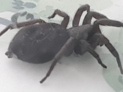 Spider - what model is it?
