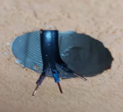 Podłączenie żyrandola w starym bloku - 3 przewody w puszce