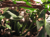 Zautomatyzowana komora dla roślin