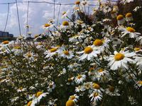 Goclever - kiepska jakość zdjęć. Wina sprzętu czy oprogramowania?