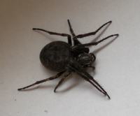 Spider - what model is it?