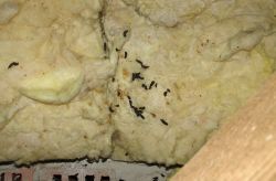Does anyone know what this is - is it caused by mice? Does anyone know what this is - is it caused by mice?
