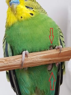 Obrazek