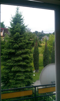 Antena satelitarna i drzewo Antena satelitarna i drzewo