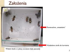Czy ArduCAM OV9782 1MP Global Shutter wystarczy do śledzenia owadów?