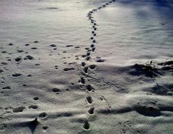 Cyfrowe ślady w sieci, rzeczywistość vs CSI oraz przydźwięk sieciowy