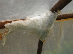Rainwater Tanks: Preventing Algae Formation in Mauser 1000L Tanks with Proven Preparations