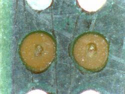 Which budget microscope for an electronics technician? What does the Mustool G700 offer? Image galle