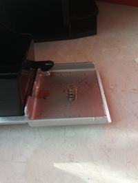 Ekspres Delonghi ecam 22.110 - niezidentyfikowana sprężynka Ekspres Delonghi ecam 22.110 - niezidentyfikowana sprężynka